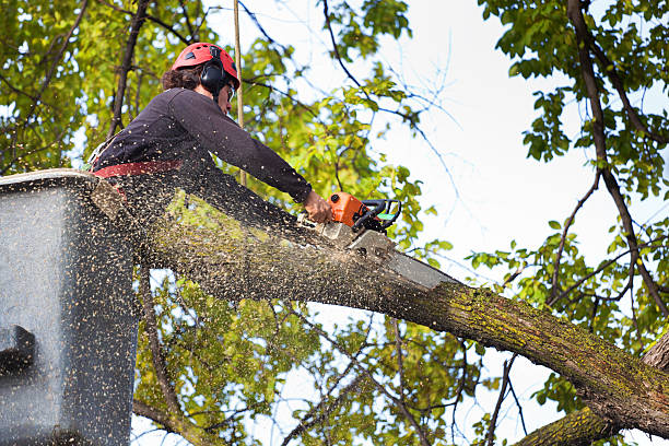 Trusted Buckeye, AZ  Tree Services Experts