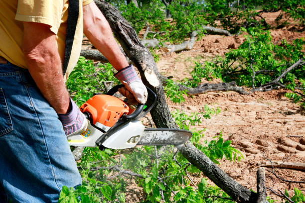 How Our Tree Care Process Works  in  Buckeye, AZ